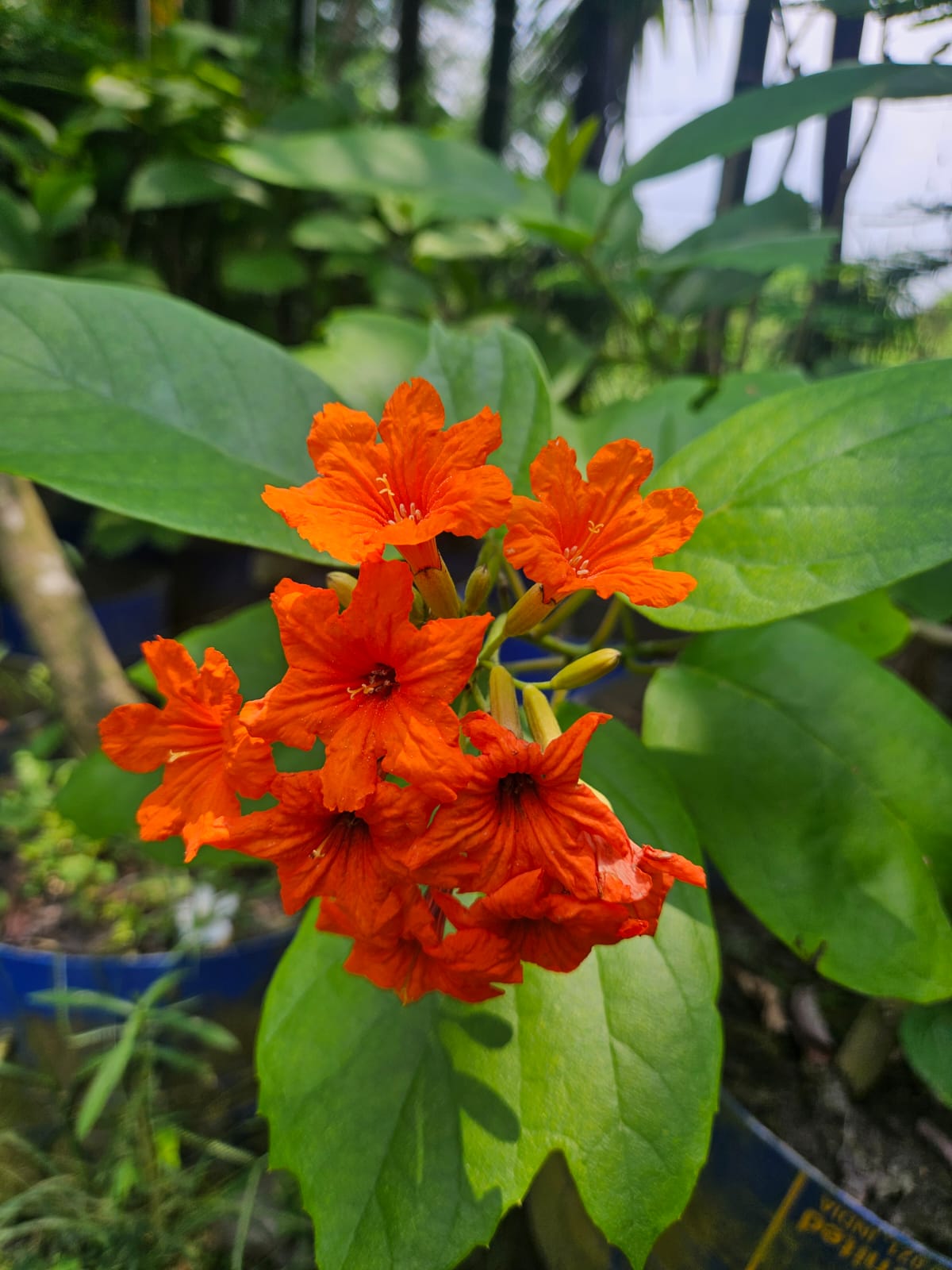 Crossandra — Firecracker Flower